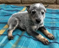 Blue , a male Australian Cattle Dog for sale in Mesa, AZ – 4 of 10