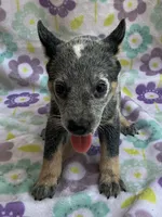 Blue , a female Australian Cattle Dog for sale in Mesa, AZ – 3 of 9