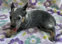Blue , a female Australian Cattle Dog for sale in Mesa, AZ – 8 of 9