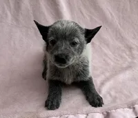 Ocean , a female Australian Cattle Dog for sale in Mesa, AZ – Photo 3 of 6