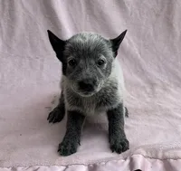 Ocean , a female Australian Cattle Dog for sale in Mesa, AZ – Photo 6 of 6
