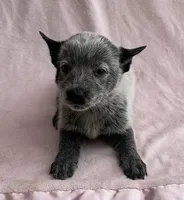Ocean , a female Australian Cattle Dog for sale in Mesa, AZ – Photo 5 of 6