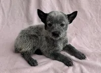 Ocean , a female Australian Cattle Dog for sale in Mesa, AZ – Photo 2 of 6