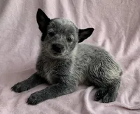 Ocean , a female Australian Cattle Dog for sale in Mesa, AZ – Photo 4 of 6