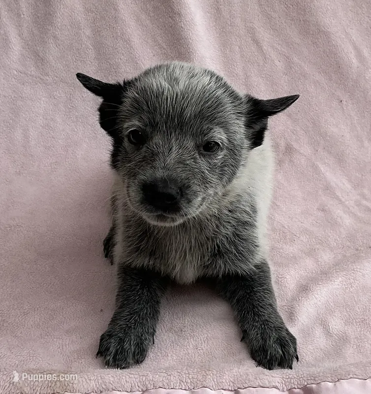 Ocean  – Australian Cattle Dog puppy for sale in Mesa, AZ