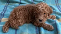 Teddy, a male Poodle - Toy  for sale in Mesa, AZ – 2 of 10