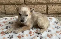 Red, a male Australian Cattle Dog for sale in Mesa, AZ – 5 of 8