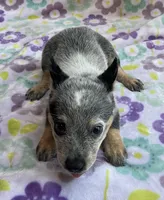Jasmine , a female Australian Cattle Dog for sale in Mesa, AZ – 2 of 8