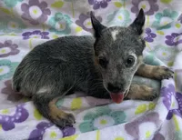 Blue , a female Australian Cattle Dog for sale in Mesa, AZ – 6 of 9