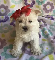 Gracie , a female Miniature Schnauzer and Maltese for sale in Mesa, AZ – 1 of 10