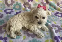 Pearl , a female Miniature Schnauzer and Maltese for sale in Mesa, AZ – 7 of 7