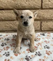 Red, a male Australian Cattle Dog for sale in Mesa, AZ – 3 of 8