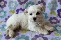 Benji , a male Maltese and Poodle - Toy  for sale in Mesa, AZ – 2 of 10