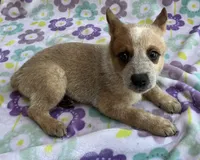 Cooper , a female Australian Cattle Dog for sale in Mesa, AZ – 7 of 10