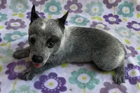 River, a female Australian Cattle Dog for sale in Mesa, AZ – 7 of 10