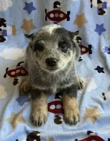 Buster , a male Australian Cattle Dog for sale in Mesa, AZ – 9 of 9