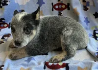 Buster , a male Australian Cattle Dog for sale in Mesa, AZ – 7 of 9