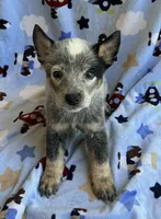 Blue , a male Australian Cattle Dog for sale in Mesa, AZ – 7 of 8