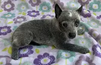 River, a female Australian Cattle Dog for sale in Mesa, AZ – 4 of 10