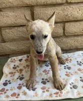Buddy , a male Australian Cattle Dog for sale in Mesa, AZ – 4 of 5