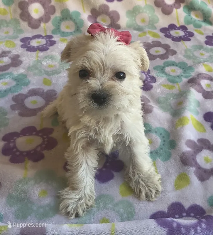 Pearl  – Miniature Schnauzer, Maltese puppy for sale in Mesa, AZ
