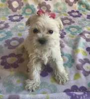 Pearl , a female Miniature Schnauzer and Maltese for sale in Mesa, AZ – 1 of 7