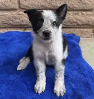 Luna , a female Australian Cattle Dog and Border Collie for sale in Mesa, AZ – 1 of 10