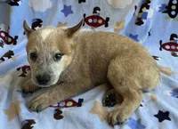 Sydney , a female Australian Cattle Dog for sale in Mesa, AZ – 10 of 10