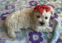 Gracie , a female Miniature Schnauzer and Maltese for sale in Mesa, AZ – 6 of 10