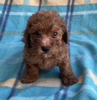 Ruby , a female Poodle - Toy  for sale in Mesa, AZ – 4 of 8