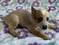 Cooper , a female Australian Cattle Dog for sale in Mesa, AZ – 8 of 10