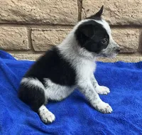 Luna , a female Australian Cattle Dog and Border Collie for sale in Mesa, AZ – 2 of 10