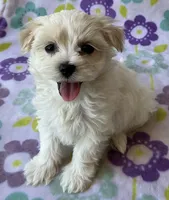 Annie , a female Maltese and Poodle - Toy  for sale in Mesa, AZ – 3 of 10