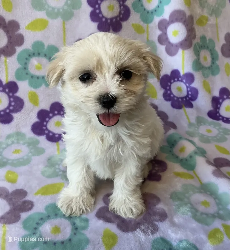 Annie  – Maltese, Poodle - Toy  puppy for sale in Mesa, AZ
