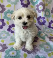 Annie , a female Maltese and Poodle - Toy  for sale in Mesa, AZ – 6 of 10
