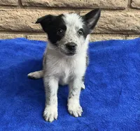 Luna , a female Australian Cattle Dog and Border Collie for sale in Mesa, AZ – 6 of 10