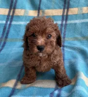 Ruby , a female Poodle - Toy  for sale in Mesa, AZ – 7 of 8