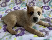 Cooper , a female Australian Cattle Dog for sale in Mesa, AZ – 6 of 10