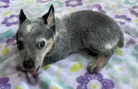 Jasmine , a female Australian Cattle Dog for sale in Mesa, AZ – 5 of 8
