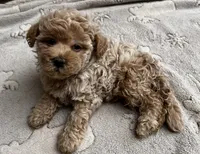 Louie, a male Poodle - Toy  for sale in Mesa, AZ – 9 of 10
