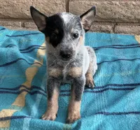 Ranger , a male Australian Cattle Dog for sale in Mesa, AZ – 2 of 9