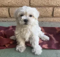 Gizmo , a male Maltese and Poodle - Toy  for sale in Mesa, AZ – 7 of 10