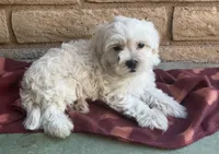 Gizmo , a male Maltese and Poodle - Toy  for sale in Mesa, AZ – 9 of 10