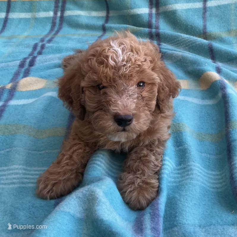 Teddy – Poodle - Toy  puppy for sale in Mesa, AZ