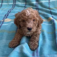 Teddy, a male Poodle - Toy  for sale in Mesa, AZ – 1 of 10