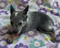 Blue , a female Australian Cattle Dog for sale in Mesa, AZ – 7 of 9