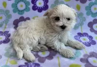 Annie , a female Maltese and Poodle - Toy  for sale in Mesa, AZ – 10 of 10