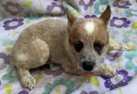 Blaze , a female Australian Cattle Dog for sale in Mesa, AZ – 6 of 9