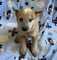 Sydney , a female Australian Cattle Dog for sale in Mesa, AZ – 6 of 10