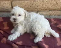 Mochi , a female Maltese and Poodle - Toy  for sale in Mesa, AZ – 9 of 9